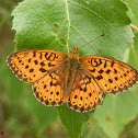Lesser Marbled Fritillary, Angervohopeatäplä