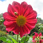 Flower and bee