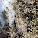 Snow Mold