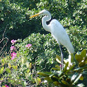 Great Egret 大白鷺