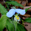 Day Flower