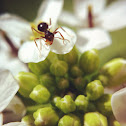 Pharaoh ant