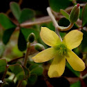 Creeping Wood Sorrel