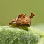 Membracid tree hopper