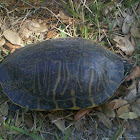 Turtle Florida Cooter