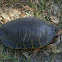 Turtle Florida Cooter