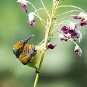 Brown-throated Sunbird