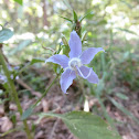 Tall Bellflower