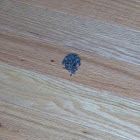 Gray Treefrog