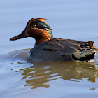 Green-winged Teal