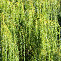 Salix
