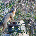 Gray Fox