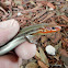Five-lined Skink