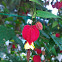 Trailing Abutilon