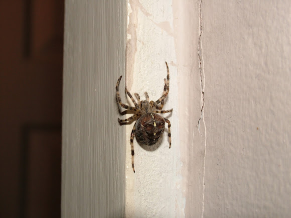 Spotting Image 1