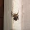 European Garden Spider