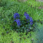 Bugleweed