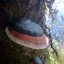 Red Banded or Horseshoe Polypore