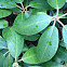 Rhododendron