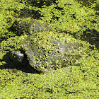Red-eared Slider