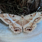 Black Witch Moth
