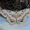 Black Witch Moth