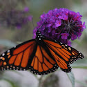 Monarch Butterfly
