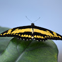 King Swallowtail