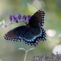 Red-Spotted Purple