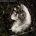 Feather