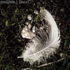 Feather