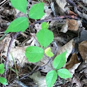 poison ivy