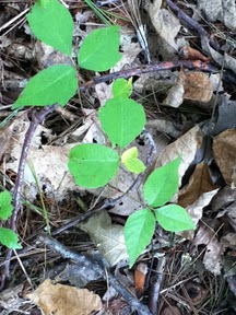 Spotting Image 1
