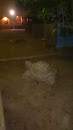 Pihlajatie Tortoise