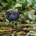 Pukeko and chicks