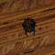 Greater Sac-winged Bat mating