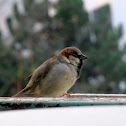 House sparrow