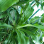 Cornstalk dracaena