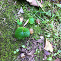 Garden Snail
