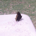Mourning Cloak