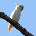 Yellow-crested Cockatoo