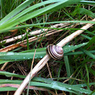 Snail
