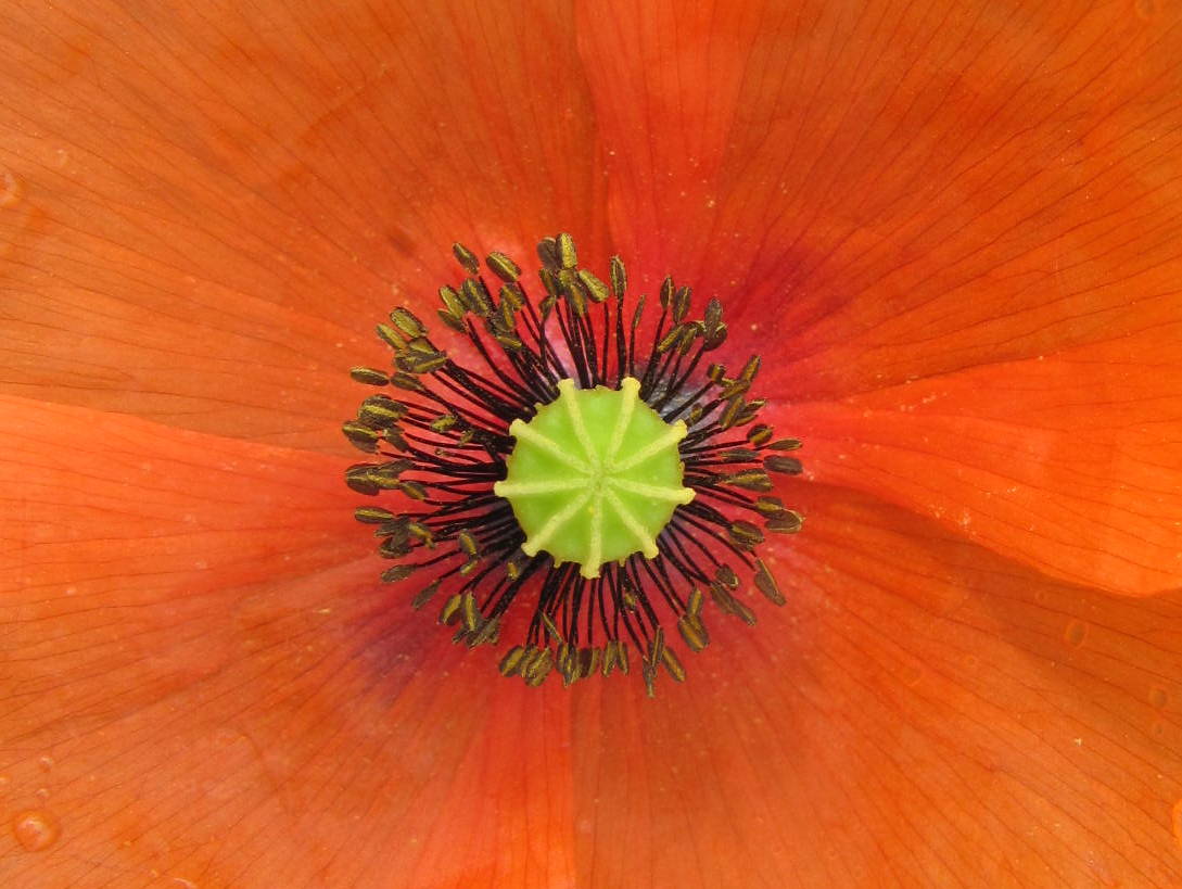Poppy,Papoila