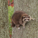 Raccoon