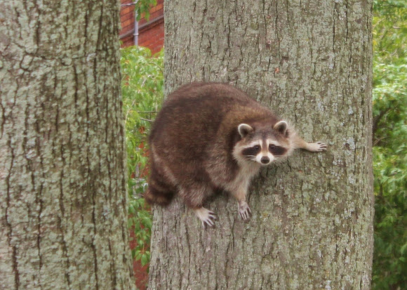 Spotting Image 1