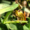 Praying Mantis