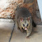 Common brushtail possum