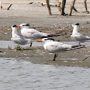 Royal Tern