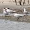 Royal Tern