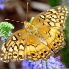 Variegated fritillary